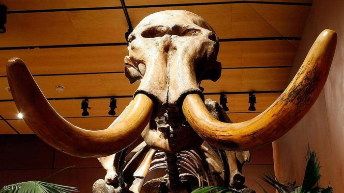 اكتشاف جمجمة "ماموث" عمرها 7 ملايين سنة في تركيا