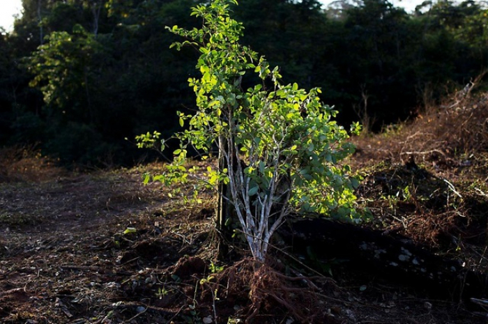 Colombie: légère baisse des narco-plantations en 2018