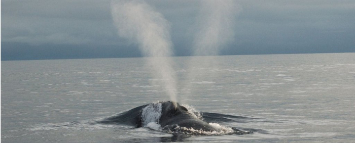Two percent of all North Atlantic Right Whales have died in last two months