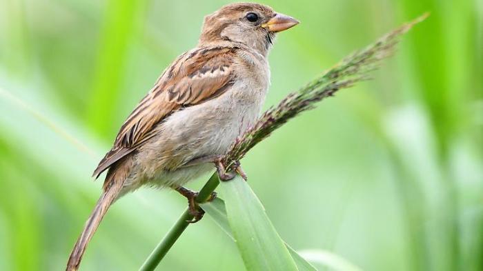 Am Bodensee sterben ganze Vogelarten aus