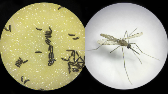 Mosquitos modificados genéticamente para vencer a la malaria