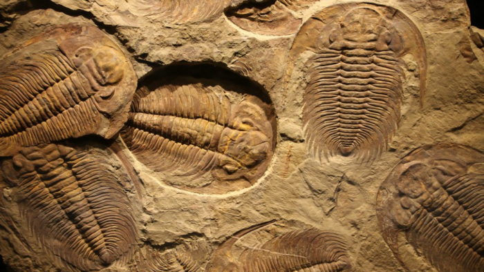   Why are fossils more often male?-  iWONDER        