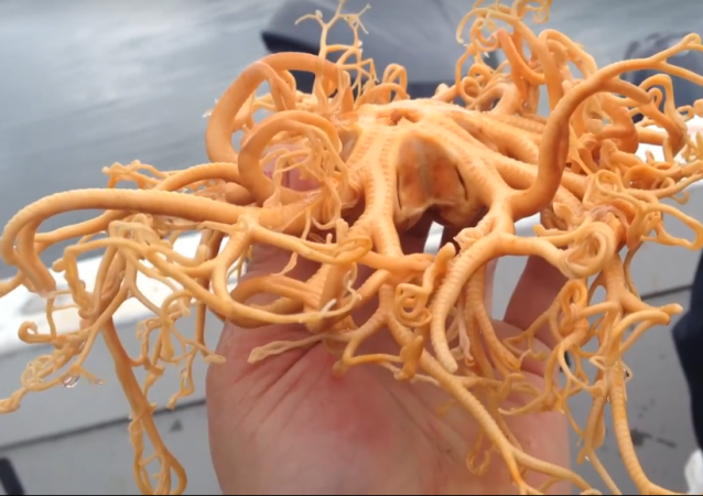     „Fliegendes Spaghettimonster“:   Komische Kreatur auf Video eingefangen  