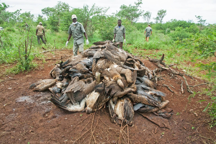 Los furtivos de elefantes envenenan a más de 1.000 buitres en África en año y medio