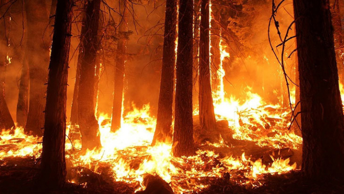   Los incendios forestales tienen al borde de un apocalipsis ambiental a Indonesia  