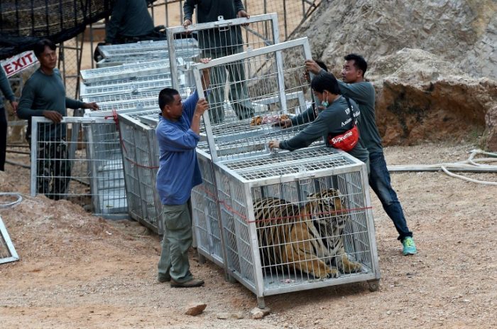 Thaïlande : mort de dizaines de tigres confisqués à un temple pour maltraitance