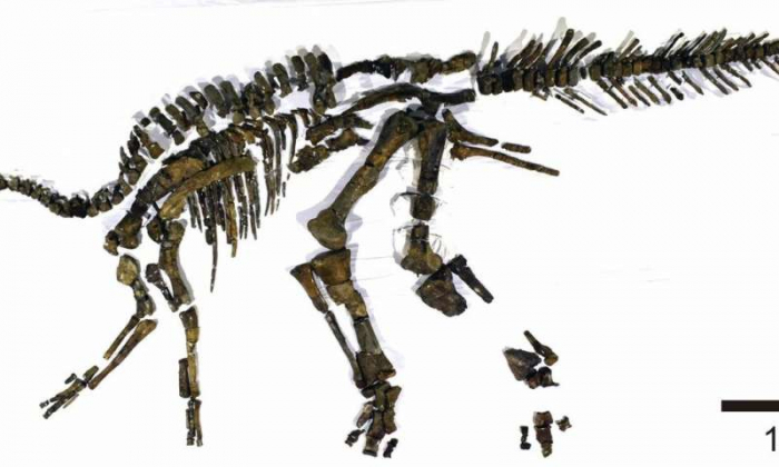 Nearly complete skeleton of a new dinosaur unearthed in Japan