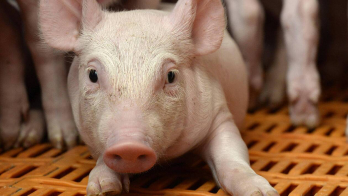Les Philippines confirment des premiers cas de peste porcine