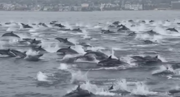 More than 130 dolphins die after mysterious mass stranding