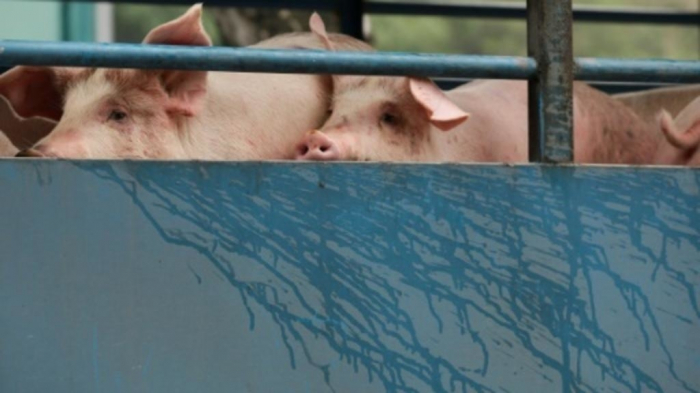 La Corée du Sud confirme un premier foyer de peste porcine