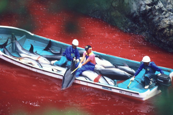 Au Japon, les dauphins sont piégés dans une crique pour être massa­crés