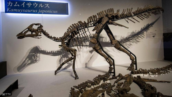 "إله التنين".. اكتشاف نوع جديد من الديناصورات في اليابان