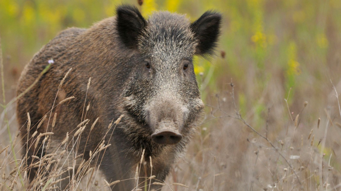 Man charged with manslaughter after shooting father dead on wild boar hunt