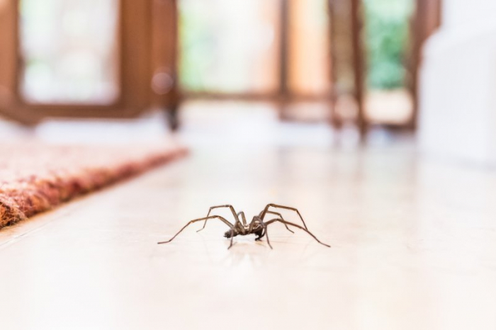 Why you really shouldn’t kill spiders in your home? - iWonder