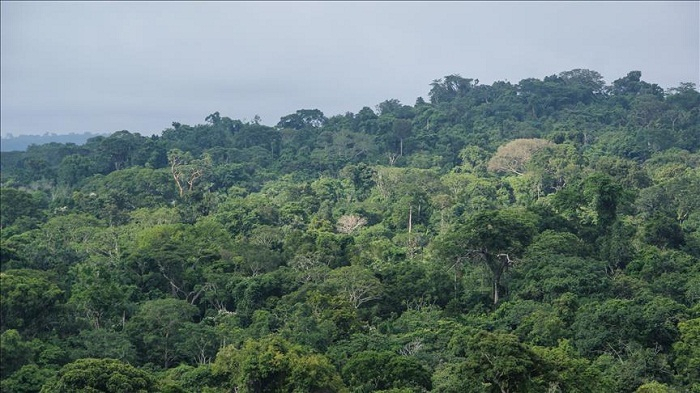  Brésil:  la déforestation de l