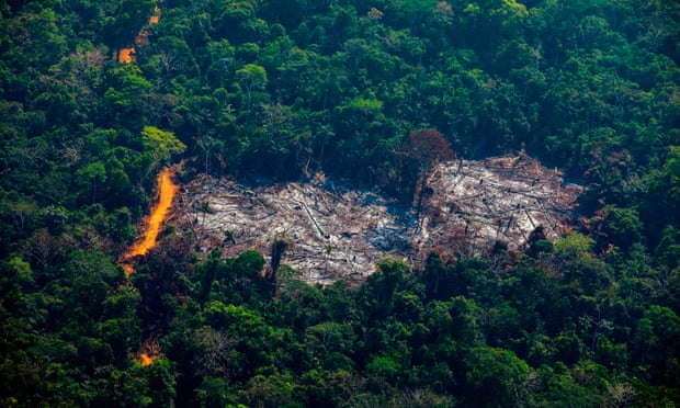 World losing area of forest the size of the UK each year, report finds