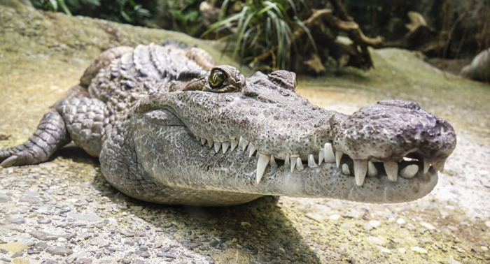 Plus de 330 pièces de monnaie ont été découvertes dans l’estomac d’un alligator décédé