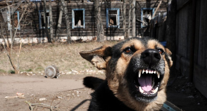 Ces astuces permettent de se protéger contre un chien agressif