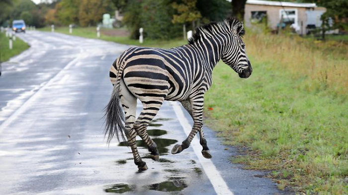 "Geisterzebra" wird nach Unfall erschossen