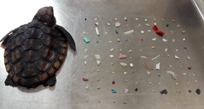Ce bébé tortue mort de faim avait 100 morceaux de plas­tique dans le ventre