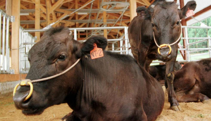 Muere en Japón la primera vaca clonada somáticamente