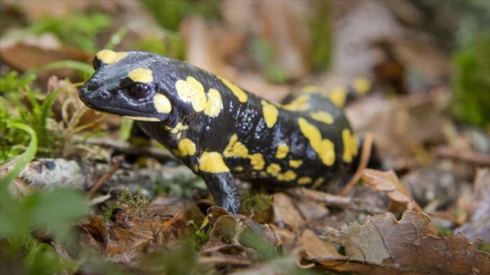 Descubren que humanos pueden regenerar tejidos como salamandras