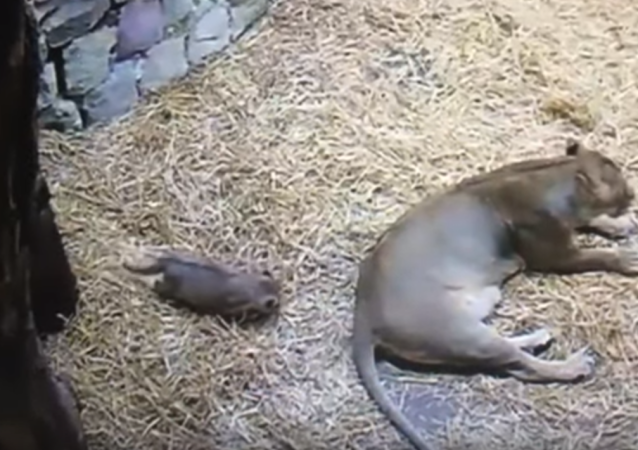 Un cachorro de león da un susto de muerte a su mamá