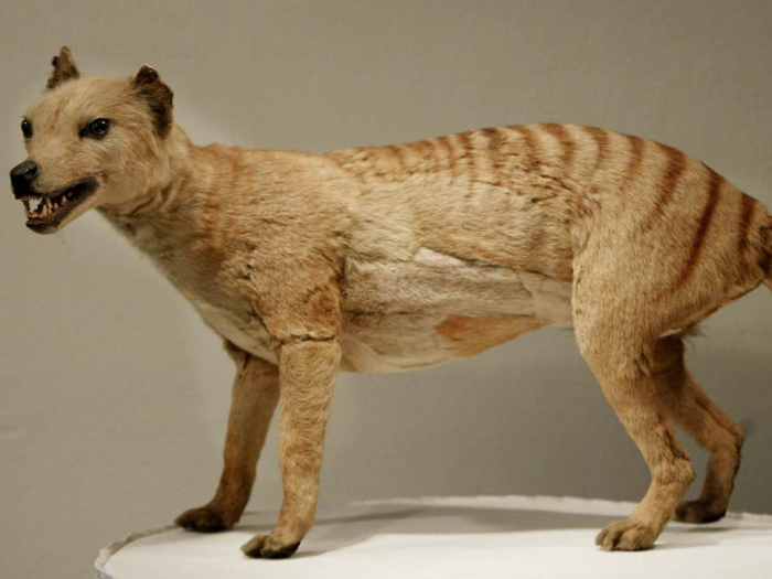 ‘Mythical’ Tasmanian tiger declared extinct ‘spotted’ eight times