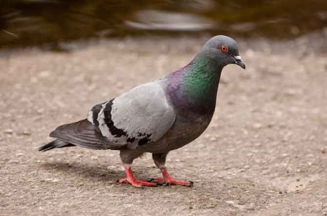   Why do pigeons bob their heads?-  iWONDER    