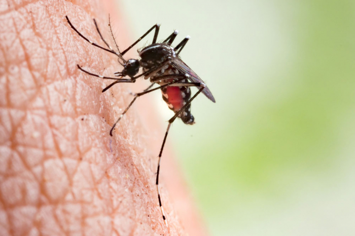 74 people die of dengue in Sri Lanka