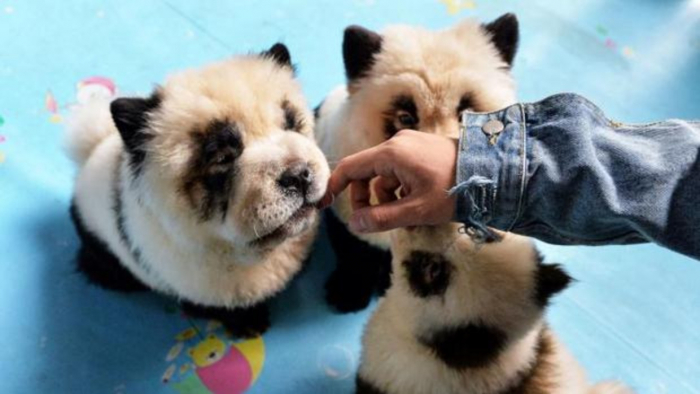 Polémica en China por teñir perros chow-chow como osos pandas como reclamo publicitario