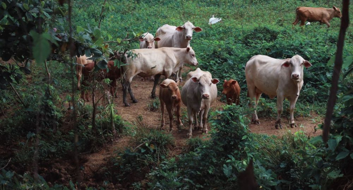 Un rayo mata a 60 vacas en Nicaragua