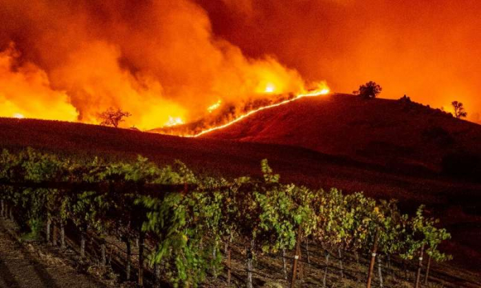 Wildfire roars through California wine country  