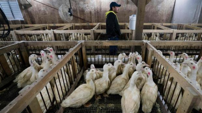 Nueva York prohibirá la venta de foie gras a partir de 2022