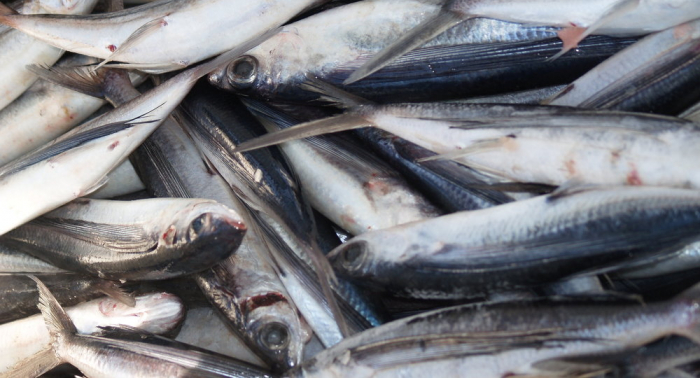 Greenpeace irrumpe en puerto de Montevideo y señala a pesqueros surcoreanos por sobrepesca