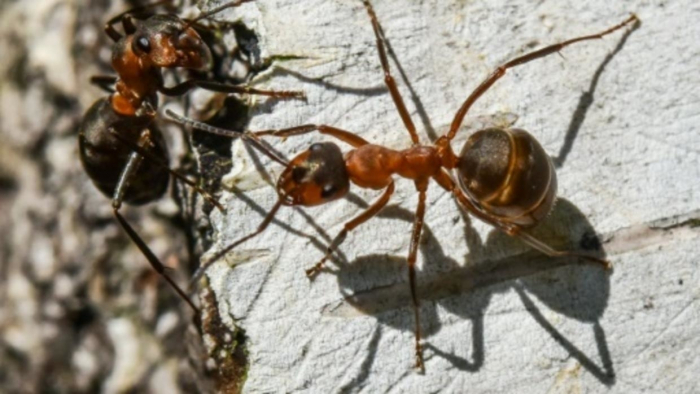 Des chercheurs ont filmé la fourmi la plus rapide du monde - VIDEO