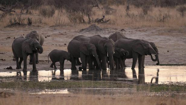 Plus de 50 éléphants victimes de la sécheresse en un mois au Zimbabwe