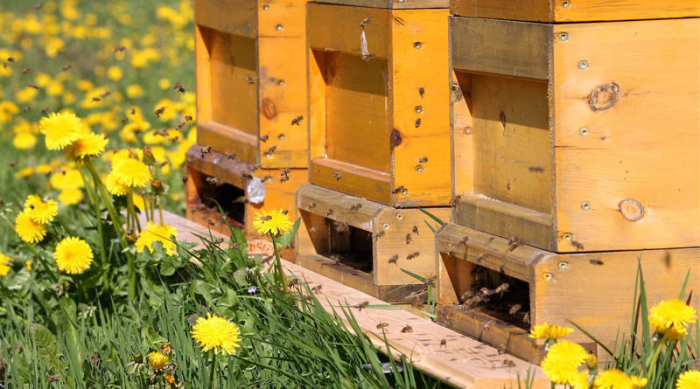   2019, année noire pour les apiculteurs européens  
