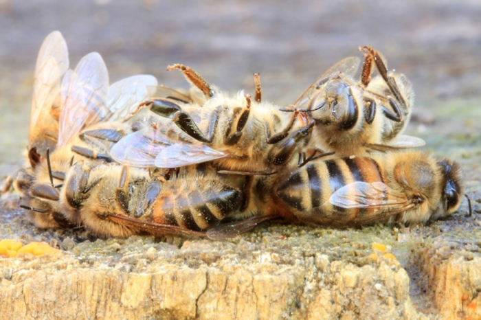 En ville, la surpopulation d’abeilles menace… les abeilles
