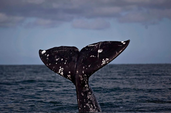 Des baleines adaptent leur communication pour protéger leurs bébés