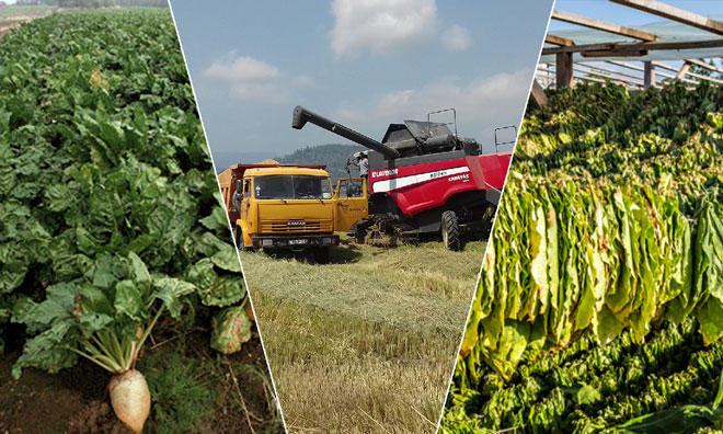 Rice, tobacco, sugar beets harvesting continues in Azerbaijan