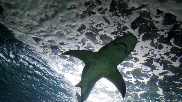 Les plages de la Floride sont ciblées par un requin blanc de 900 kg