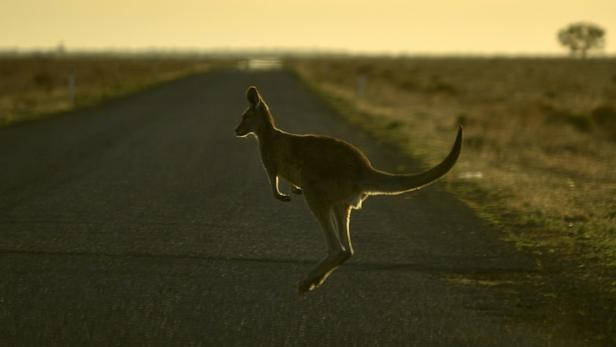 Australie: un tueur en série de kangourous évite la prison