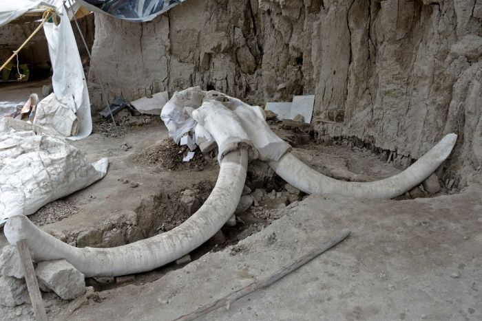 Mammoth skeletons and 15,000-year-old human-built traps found in Mexico