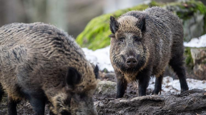 Brandenburg ist auf Schweinepest vorbereitet