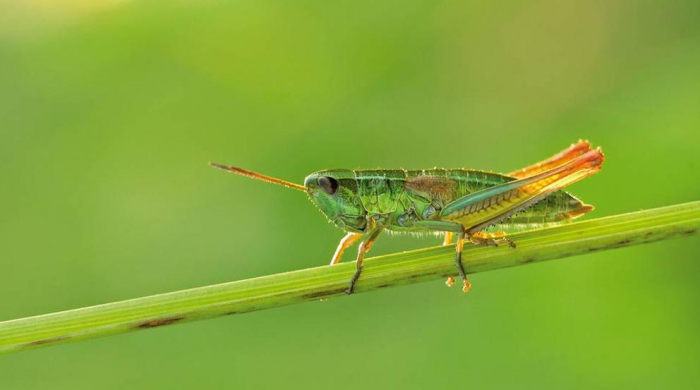 La desaparición de insectos es más grave de lo que se creía ¿de quién es la culpa?