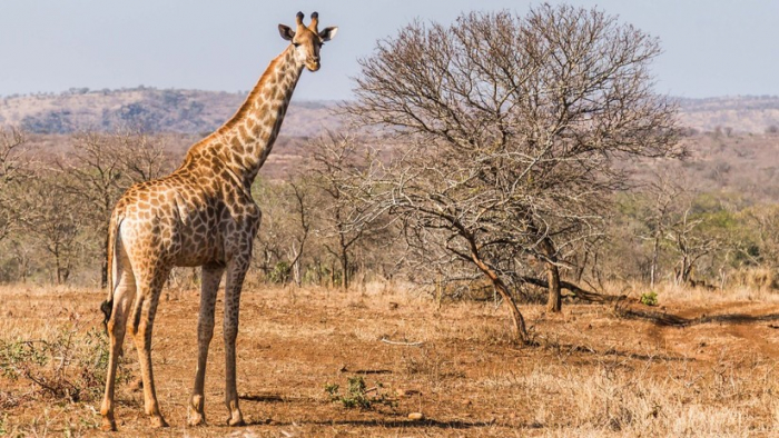 Un turista resulta gravemente herido al ser aplastado por una jirafa en un safari en África