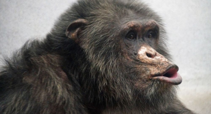 Los chimpancés desatan una guerra contra los humanos en Uganda