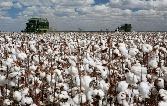   Exports of cotton fiber, yarn up in Azerbaijan in 10 months 2019  