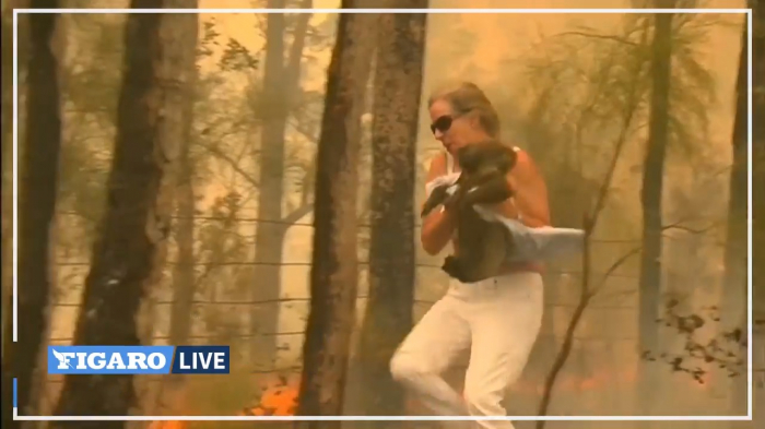 En Australie, une femme sauve un koala piégé par les flammes